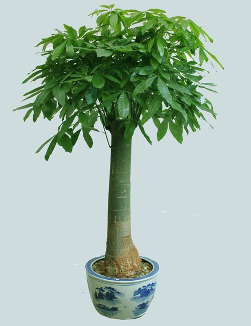 什么花聚财好运:#好物过冬#哪些适合家庭养的植物寓意着好运？