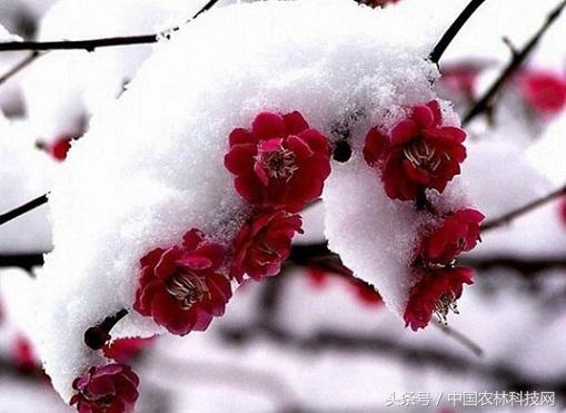 南京市的市花啥？