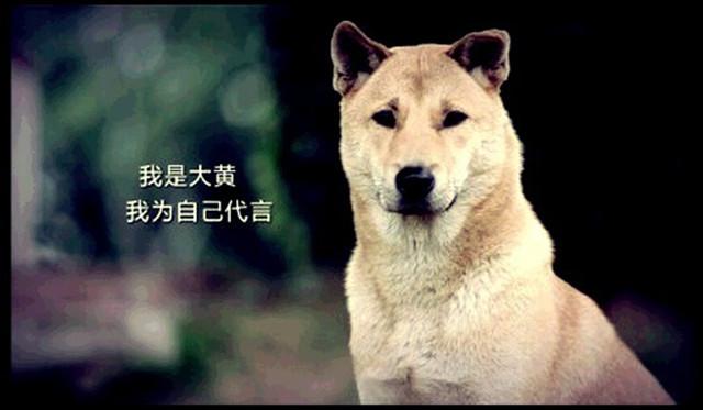 中国田园守望犬:为什么人们总是把串串狗归类于中华田园犬？