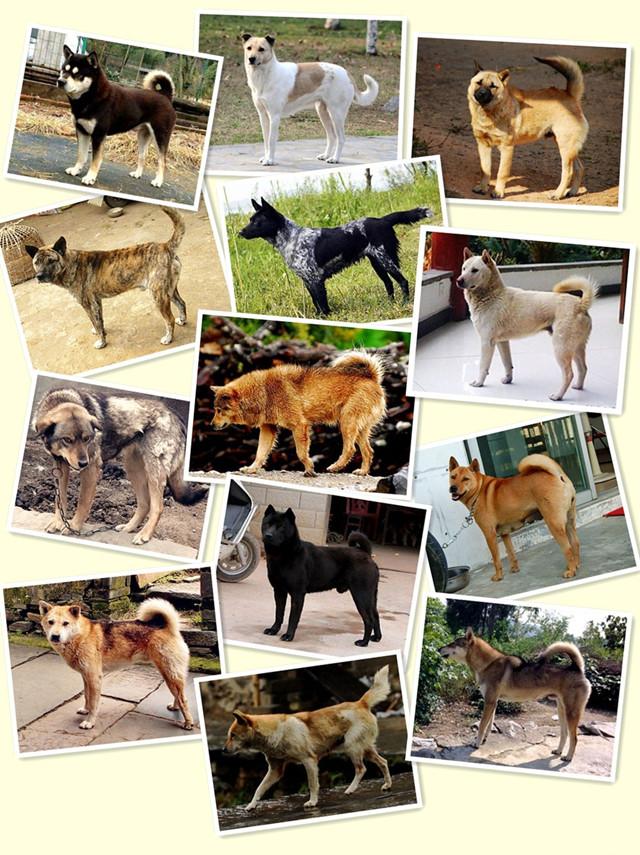 串串狗:为什么人们总是把串串狗归类于中华田园犬？