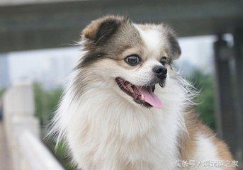 驱虫药剩半个:怎么判断狗狗是否驱虫成功？