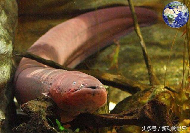 电鳗离开水还会放电伤人吗？