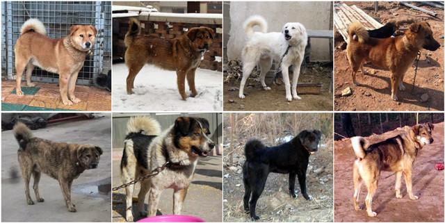 串串狗:为什么人们总是把串串狗归类于中华田园犬？