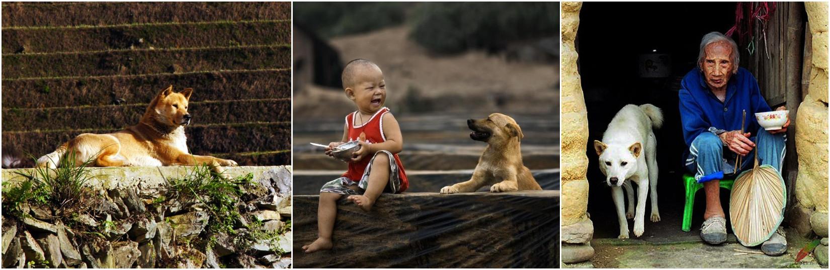 串串狗:为什么人们总是把串串狗归类于中华田园犬？