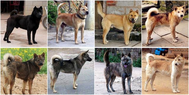 串串狗:为什么人们总是把串串狗归类于中华田园犬？