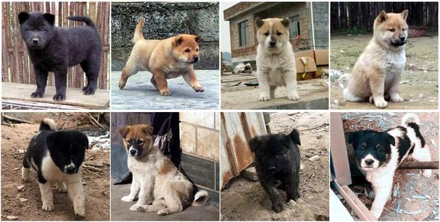 串串狗:为什么人们总是把串串狗归类于中华田园犬？