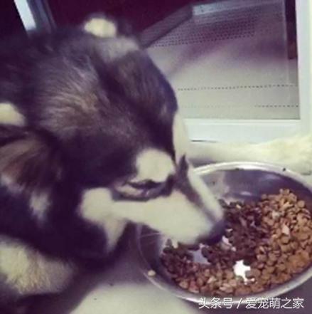 河间格力犬个人买卖:养狗一年的花费能有多少？ 河间格力犬