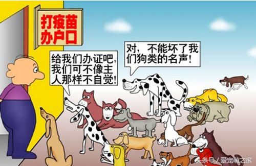 河间格力犬个人买卖:养狗一年的花费能有多少？ 河间格力犬