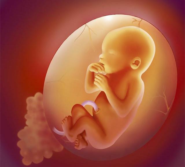 胎宝5个月成型图图片