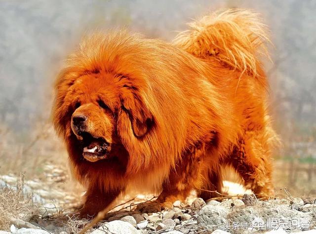 比特犬图片:三只比特犬多久可以咬死一只苏门答腊虎？为什么？ 比特犬图片价格