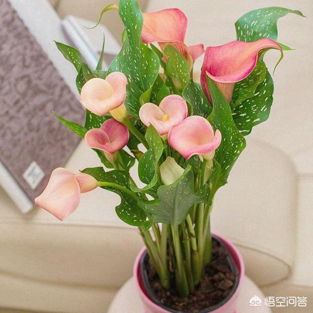 彩色马蹄莲花后处理:彩色马蹄莲花后怎么处理 冬天要怎样才能养好娇艳动人的马蹄莲？