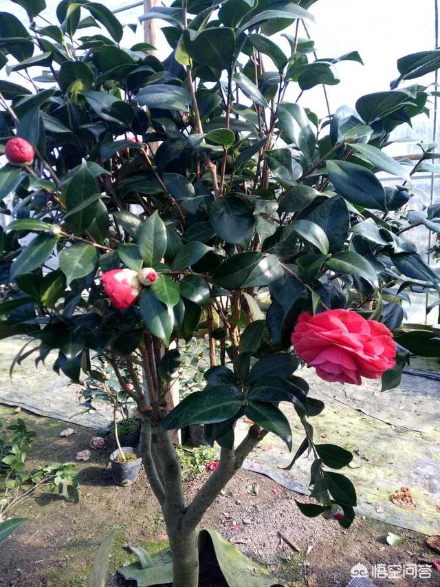 四季杜鹃花夏天怎么养:四季茶花该怎么管理栽培？
