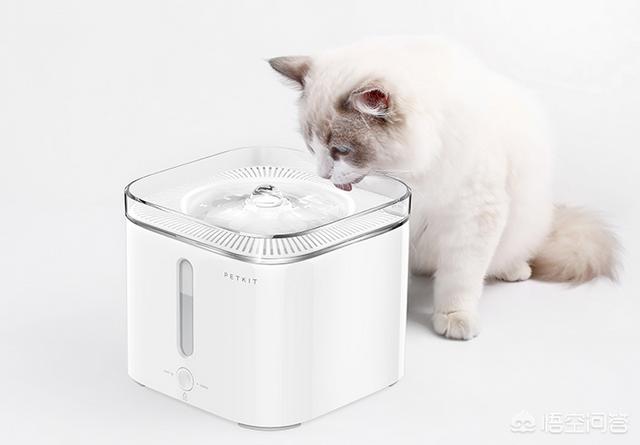 饲养猫论坛:家里养的猫不想养了怎么处理可以不造成麻烦？