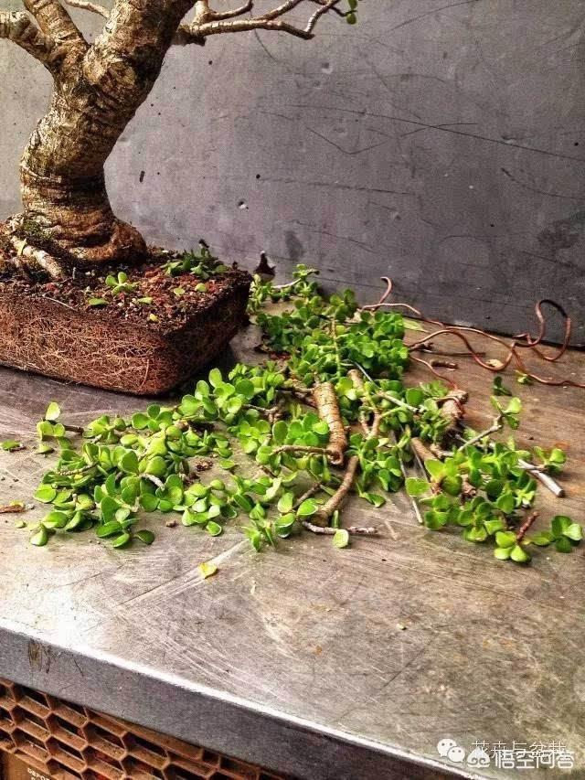玉树养成盆景的几个技巧，为什么有人养在室内就容易挂掉呢？插图33