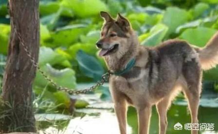 陕细狗咬狗不咬:陕西一男子，纵容猛犬撕咬田园犬致死，还拍视频炫耀，你怎么看？
