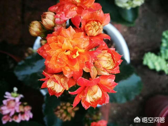 头条问答 长寿花冬天要怎么做好防寒保暖措施 10个回答
