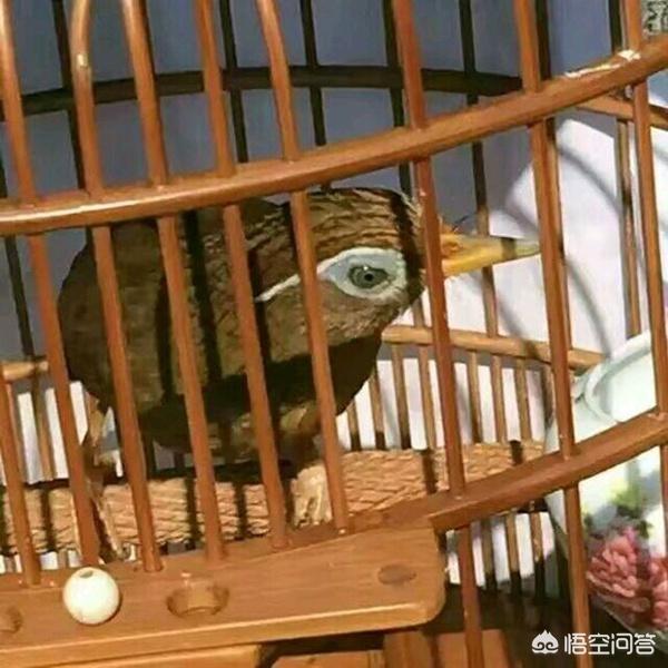 画眉鸟打斗视频:被打败的画眉鸟如何提性？请求各界爱画眉鸟大师给予指点方法？