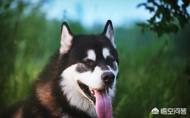 阿拉斯加犬性格脾气:阿拉斯加雪橇犬有什么优点缺点？
