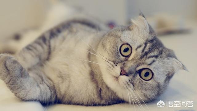 卡尔特猫:卡尔特猫吃东西没胃口瘦了，猫咪瘦了吃什么好？