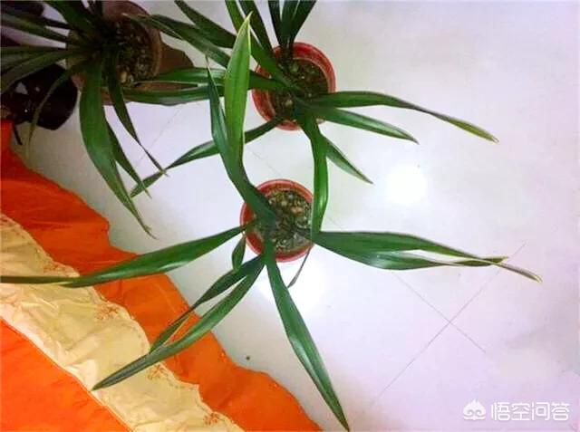 建兰吧:兰花叶片脱水，从芦头处断了是什么原因？ 建兰吧图片大全