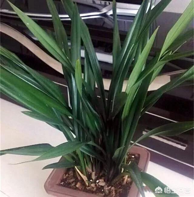 建兰吧:兰花叶片脱水，从芦头处断了是什么原因？ 建兰吧图片大全