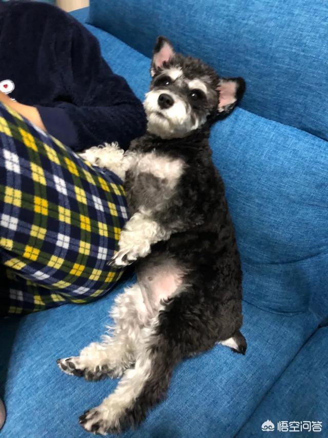 泰皇脊背犬多钱一只:狗子有自己的语言吗？你们都遇到了什么样的？