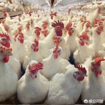 2019年白鹇鸡养殖视频:2019年养殖速成鸡前景如何，有哪些建议？
