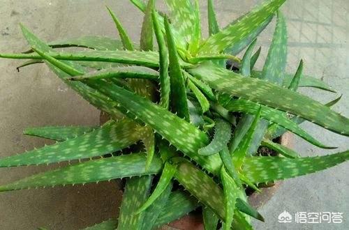 不夜城芦荟爆盆:芦荟新长的侧芽如何取出繁殖？