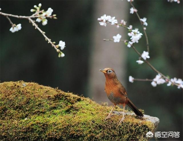 画眉鸟怎么饲养:驯养画眉鸟，需要注意些什么呢？ 画眉鸟小常识