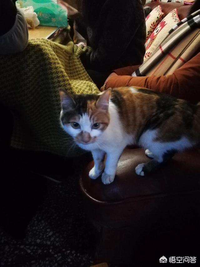 猫叔大白主人是:请问两个月的猫怎么建立感情？