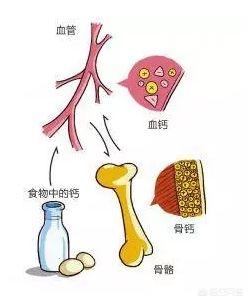 骨质疏松和缺钙的原因:吃了多年钙片为何还缺钙？