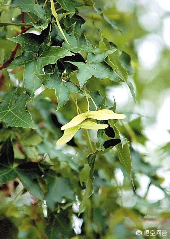 元宝枫图片:种植元宝枫和五角枫哪个有前景？