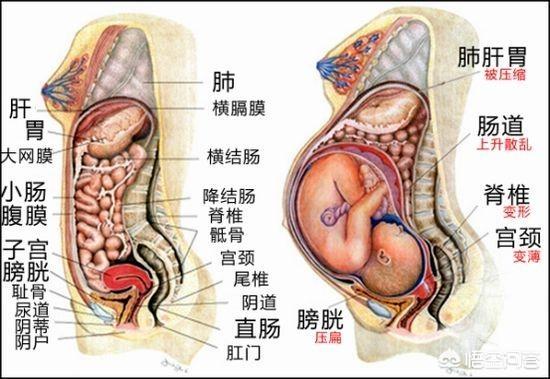 孕23周子宫位置示意图图片