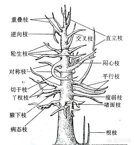 怎样种植枸杞树视频:怎样让枸杞花繁殖的果实多？