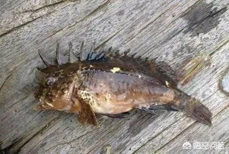 老虎鱼图片:用什么鱼饵海钓老虎鱼比较好？