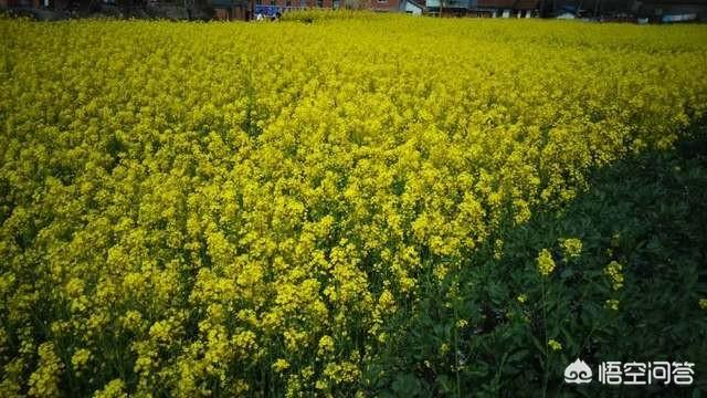 昆明大白熊图片:海贼王：路飞他们的动物原型是什么？会有很像的动物吗？