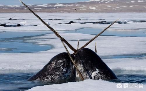 独角兽恐怖的一面，独角鲸的角有毒吗它们的角有哪些秘密