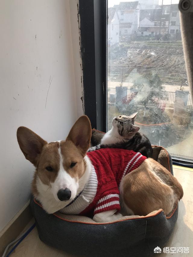 happy猫猫狗狗:狗狗的寿命长还是猫的寿命长？狗和猫的寿命分别是多少？