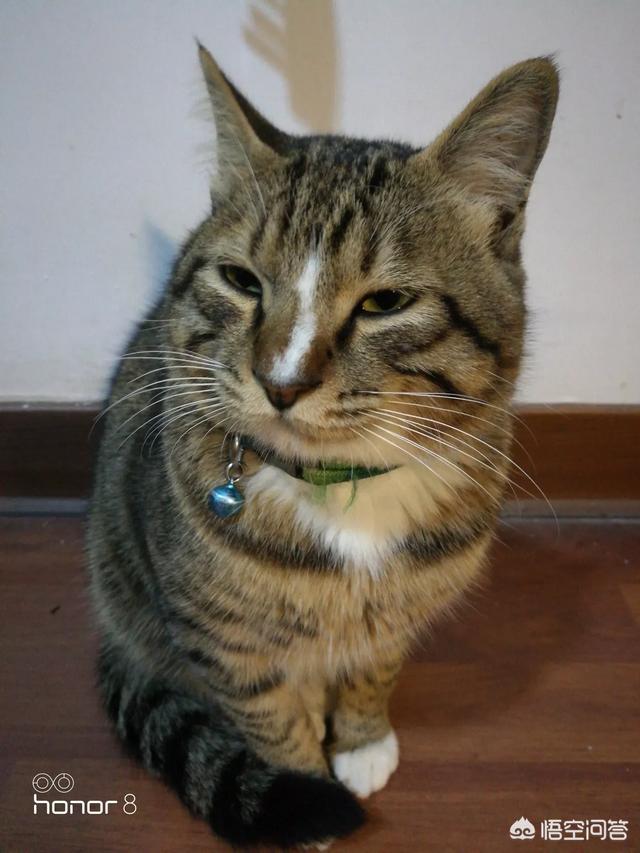 头条问答 为什么狸花猫被国际承认是中国本土纯种猫 而山东狮子猫却没被国际承认呢 长江水呀长又长的回答 0赞