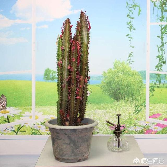 巴西龙骨受冻图片:巴西龙骨开花的图片 龙骨叶子黄了是怎么回事？