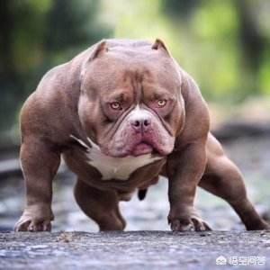美国比特犬打架视频:美国巨比特犬打架视频 如果“平头哥”和比特犬打起来，谁能赢？