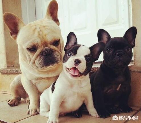 法国斗牛狗粮:有哪些食物法国斗牛犬不能吃？