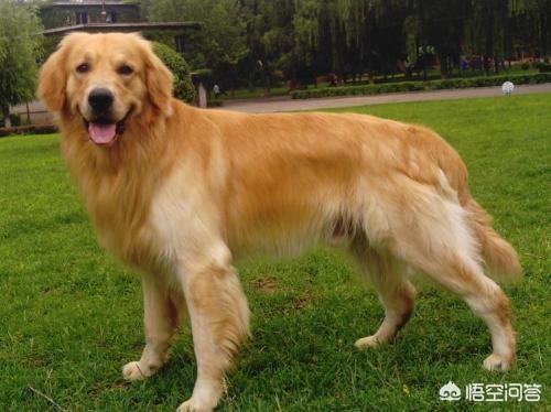 赛级美系金毛犬图片:金毛要养双血统的还是普通的？ 赛级金毛犬标准