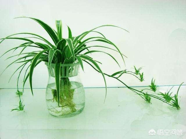 水培植物最好用白开水,还是晒过的自来水？