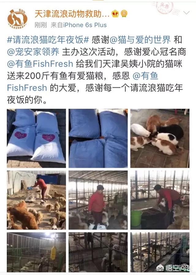 幸运土猫基地:幸运土猫电话 猫与爱的世界的请流浪猫吃年夜饭的活动，现在进行到什么程度了？