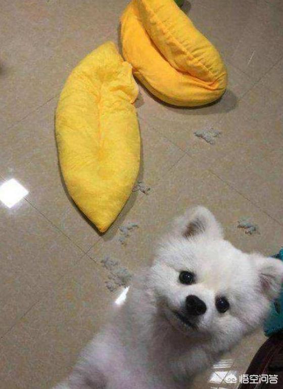 打博美犬视频大全:博美犬犯错之后会有哪些常见的反应？
