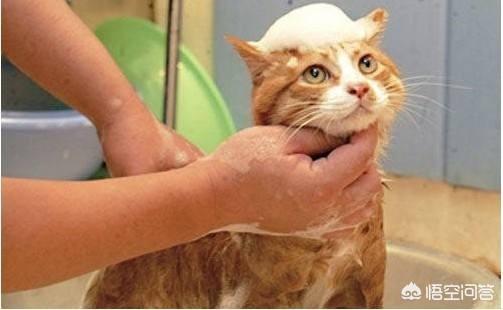 爱洗澡的猫猫:猫为什么喜欢跟着人上厕所、洗澡？