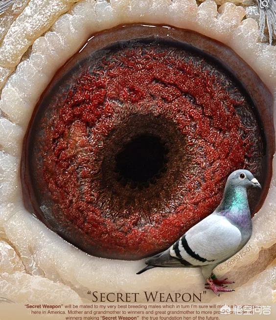 鸽子眼里的适应圈是怎么形成的，信鸽眼睛里面有黑色线的是否是好种鸽