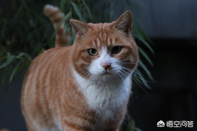褴褛猫性格:猫喜欢抓人咬人，脾气暴躁，这猫有狂犬病吗？
？