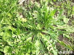 荠菜都有哪些食用方法？